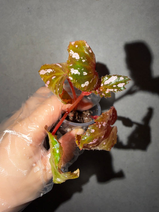 🌿 Begonia Brevirimosa