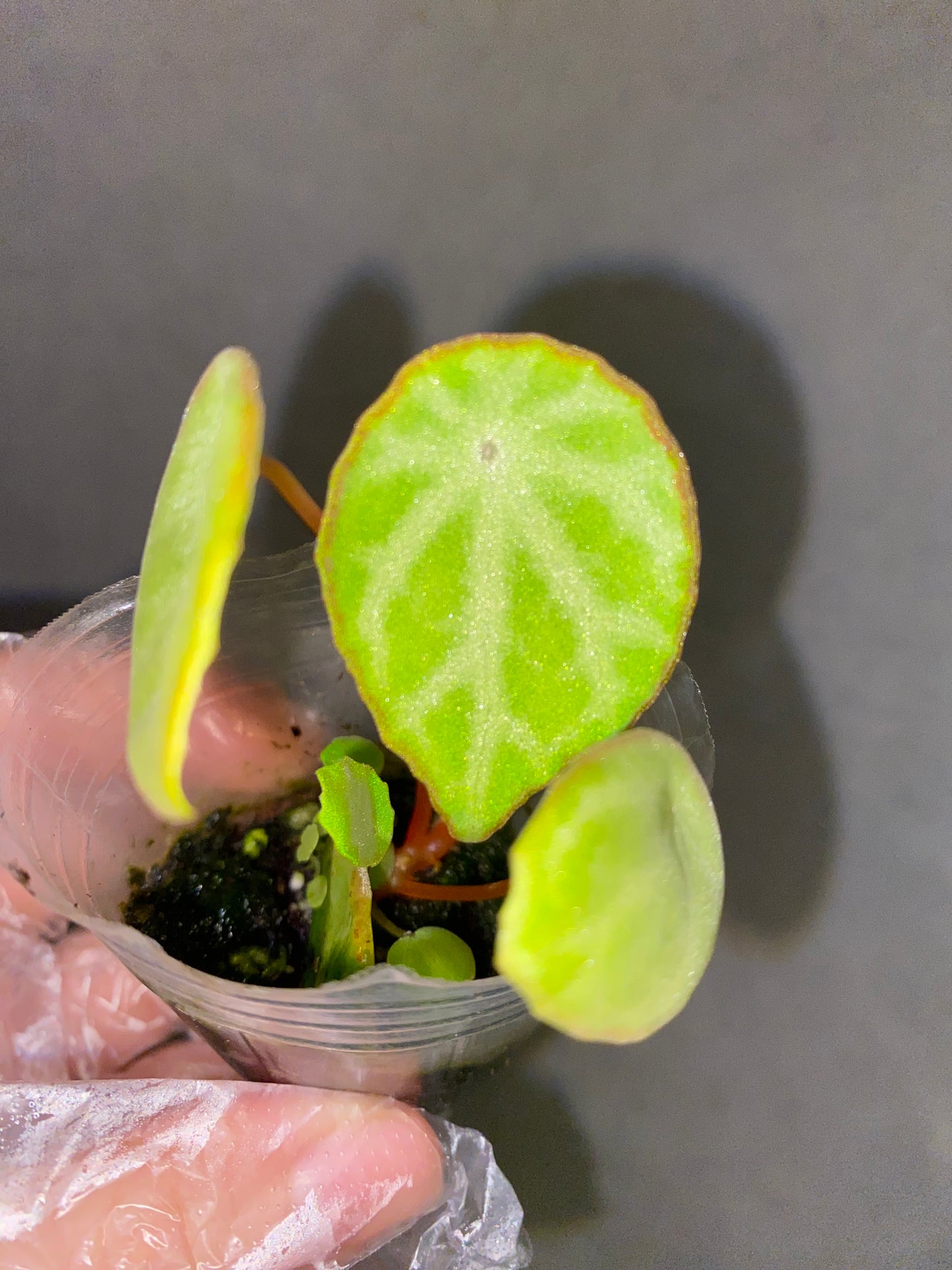 🌿 Begonia scapigera