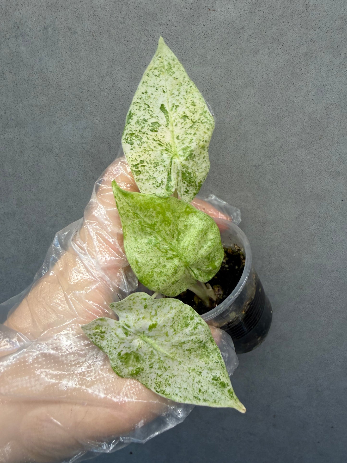 Alocasia odora ‘Batik’ Variegated