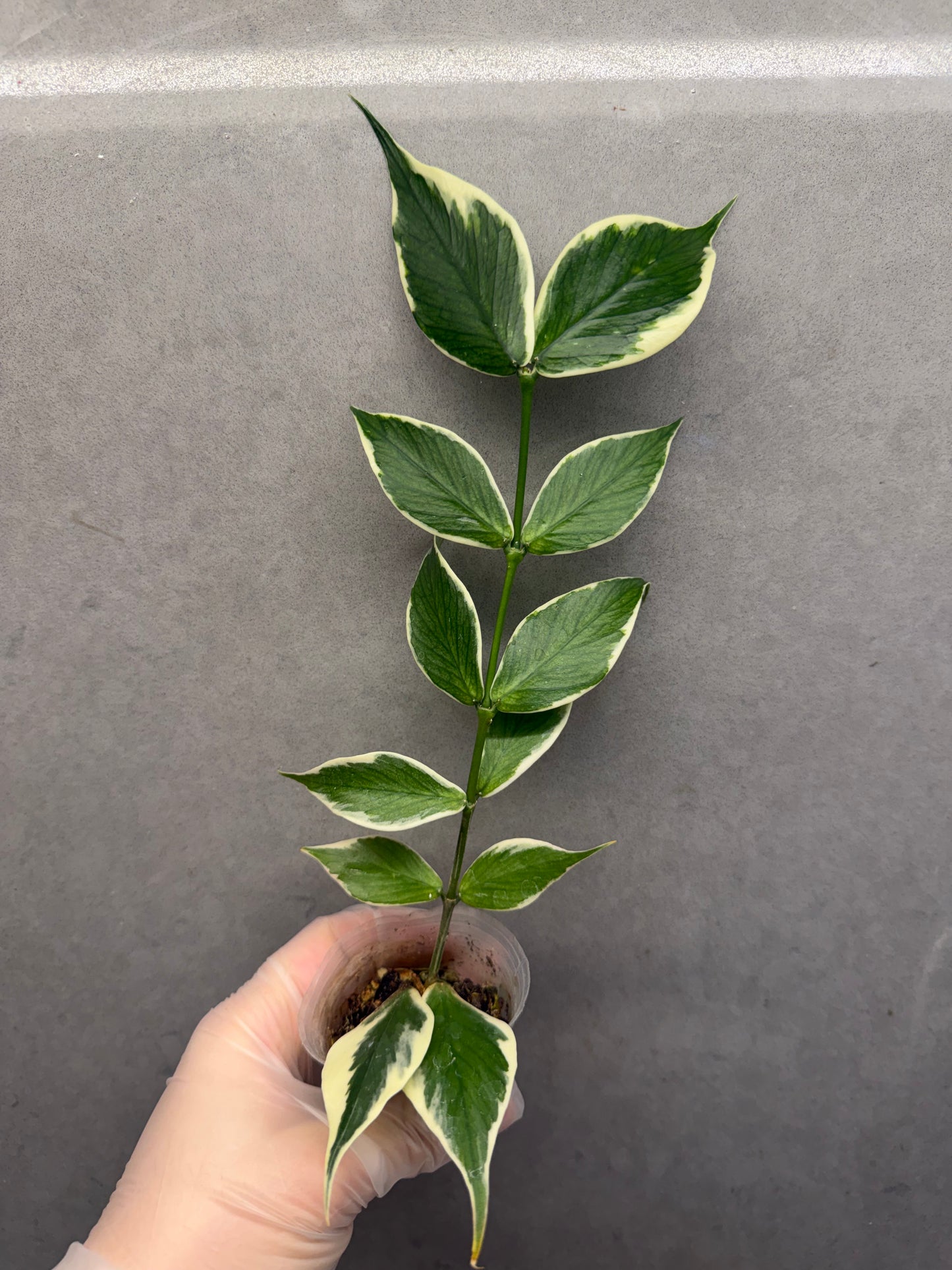 🌿Hoya polyneura albomarginata