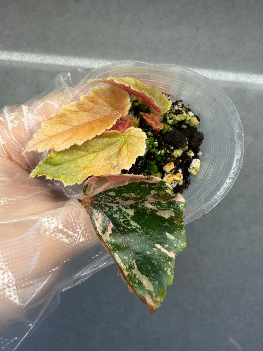 🌿 Begonia ‘Ginny Galaxy’ variegated