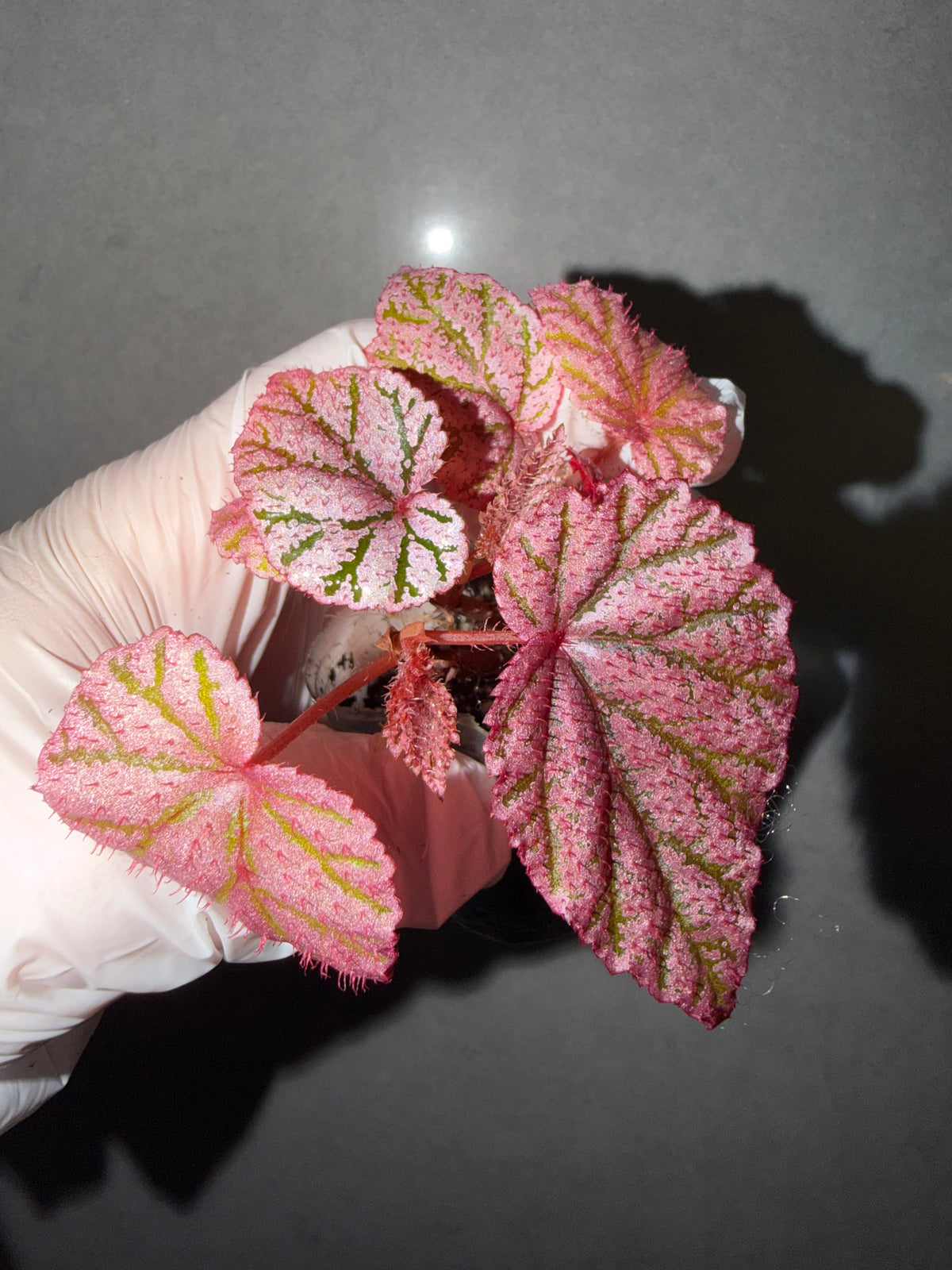 🌿 Begonia 'Tingley Mallet'