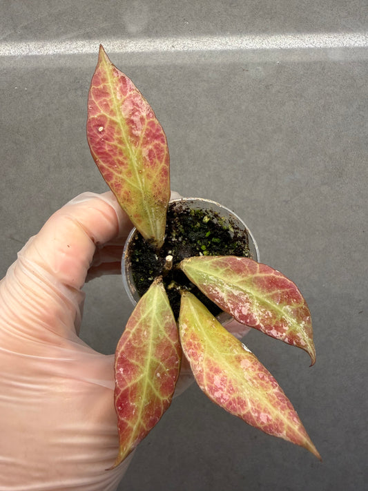 🌿 Hoya Elle