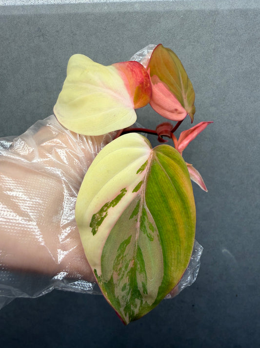 🌿Philodendron Micans Variegated