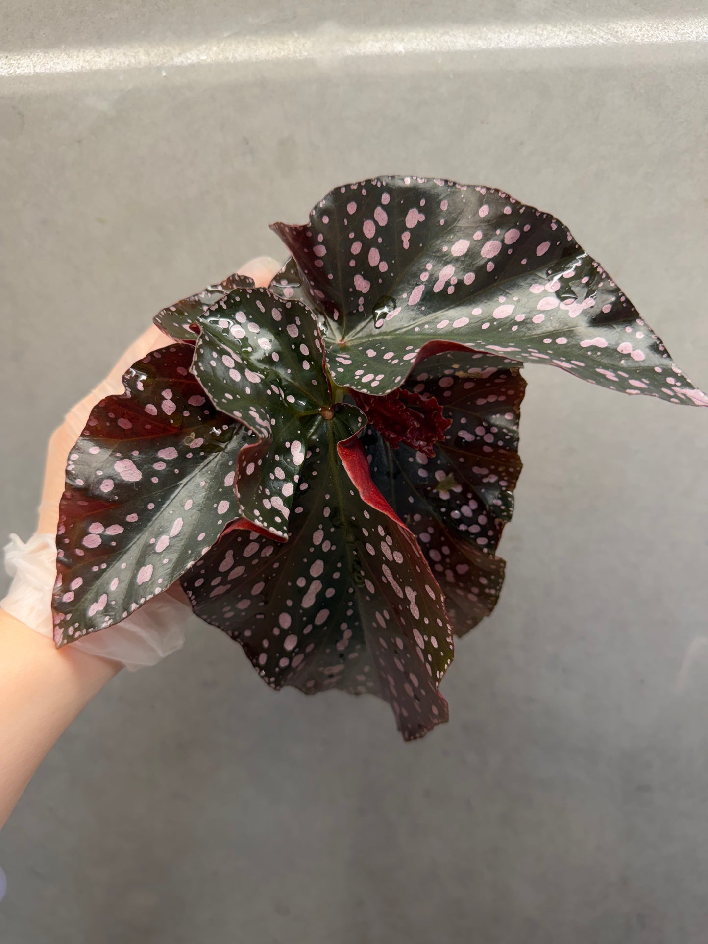 🌹Begonia ‘Cracklin Rosie