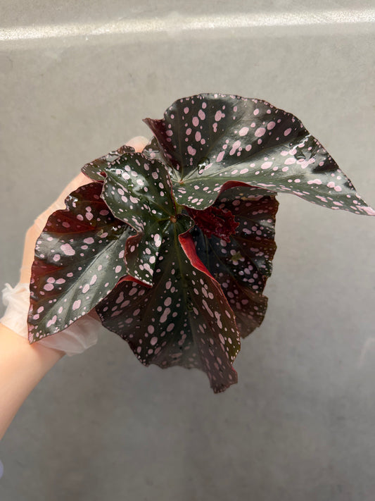 🌹Begonia ‘Cracklin Rosie