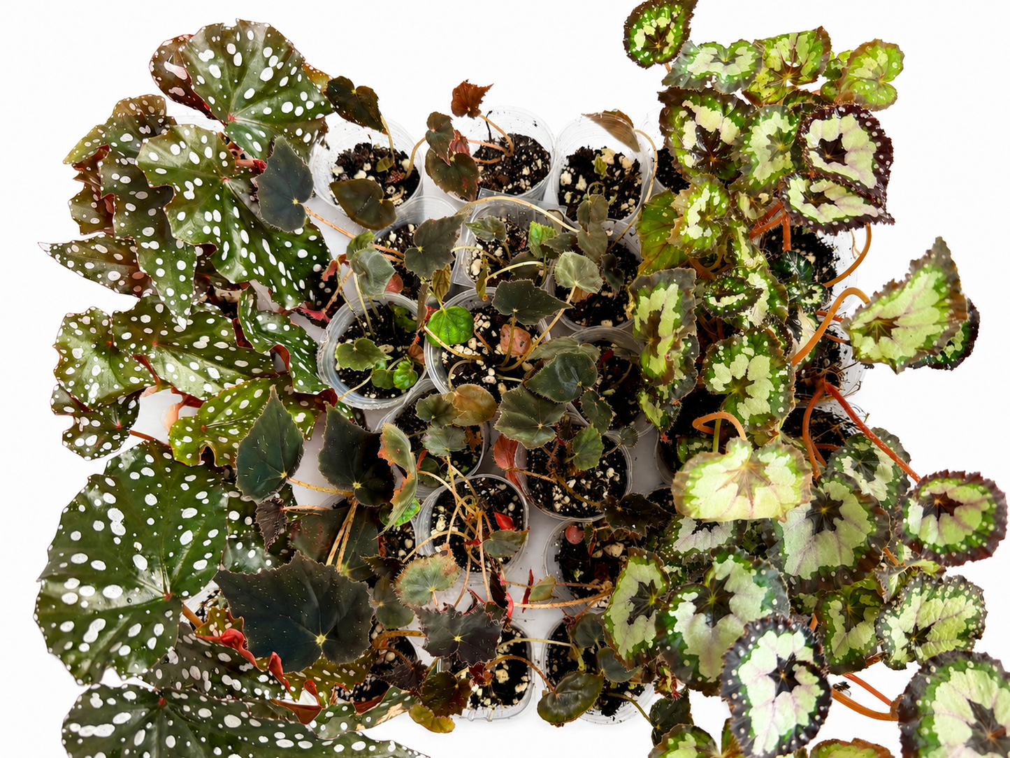 🌿Begonia 3 Combo（randomly selected）