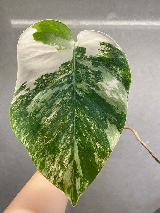 🌿 Monstera albo variegata (mid-cut)