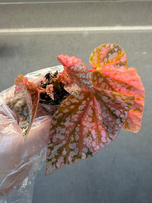 🌿 Begonia 'Snow Cap Pink' Variegated