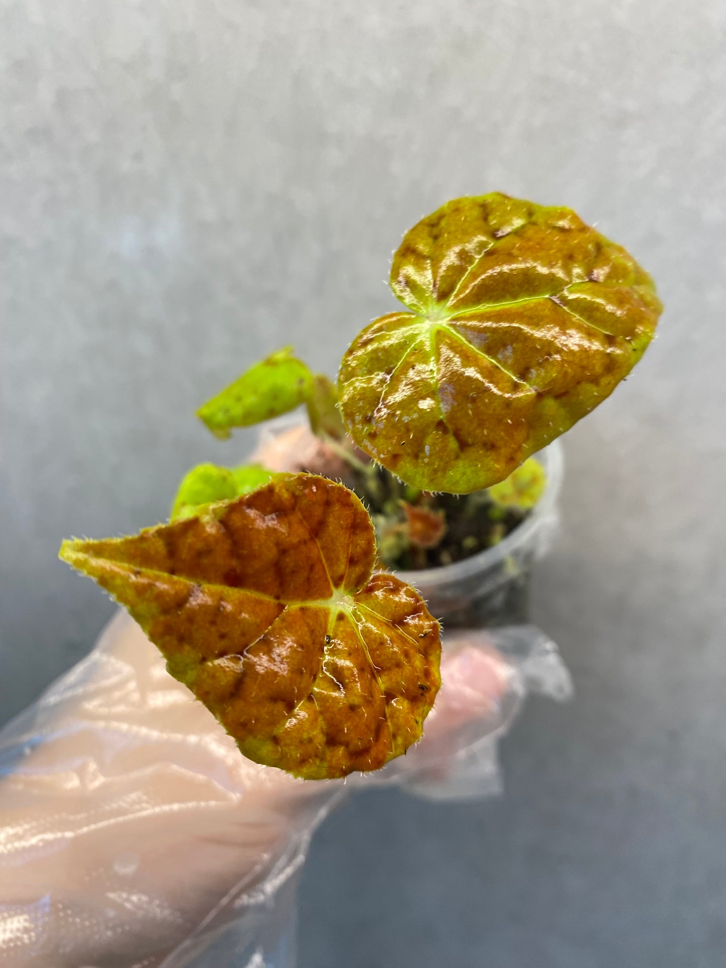 Begonia 'Autumn Ember'