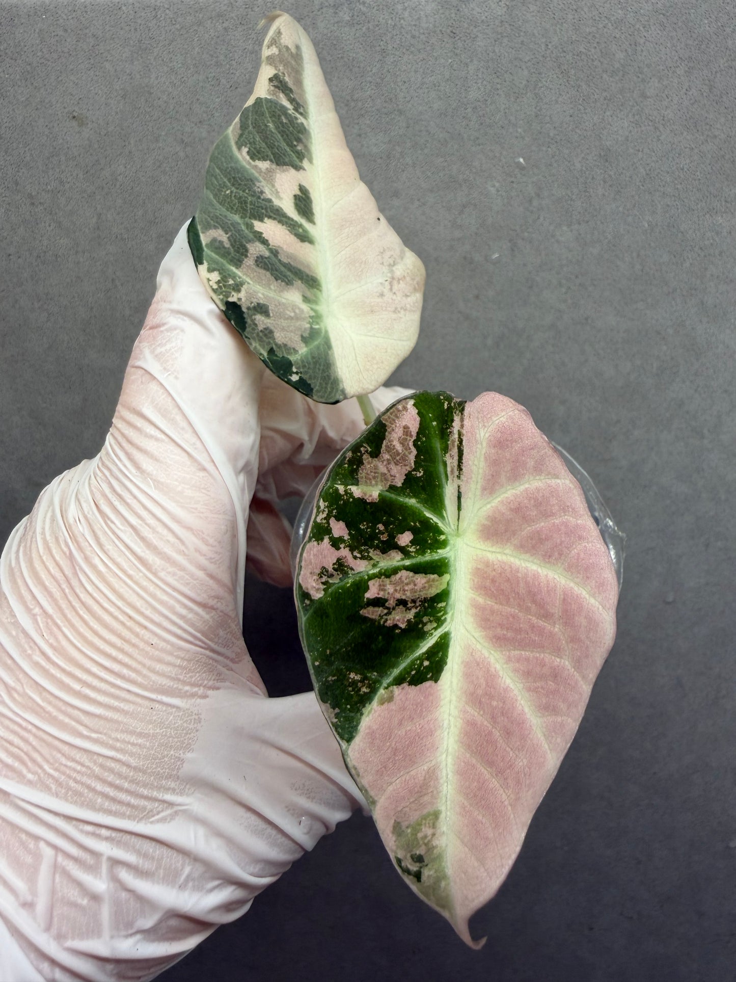 🦢Alocasia Black Velvet PinkVariegated