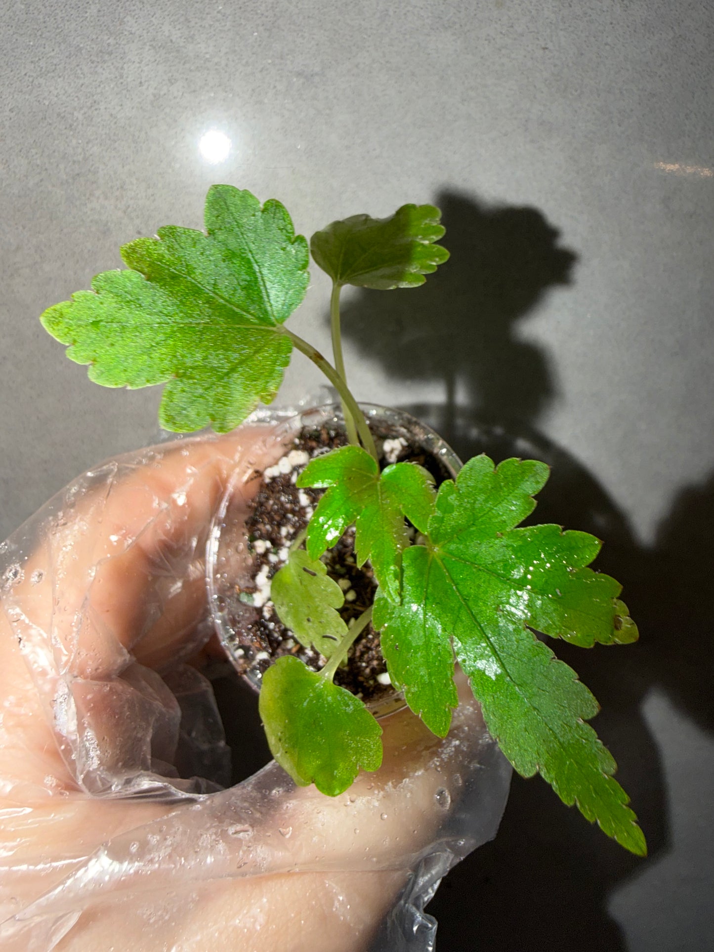 🌿Begonia scorpiuroloba