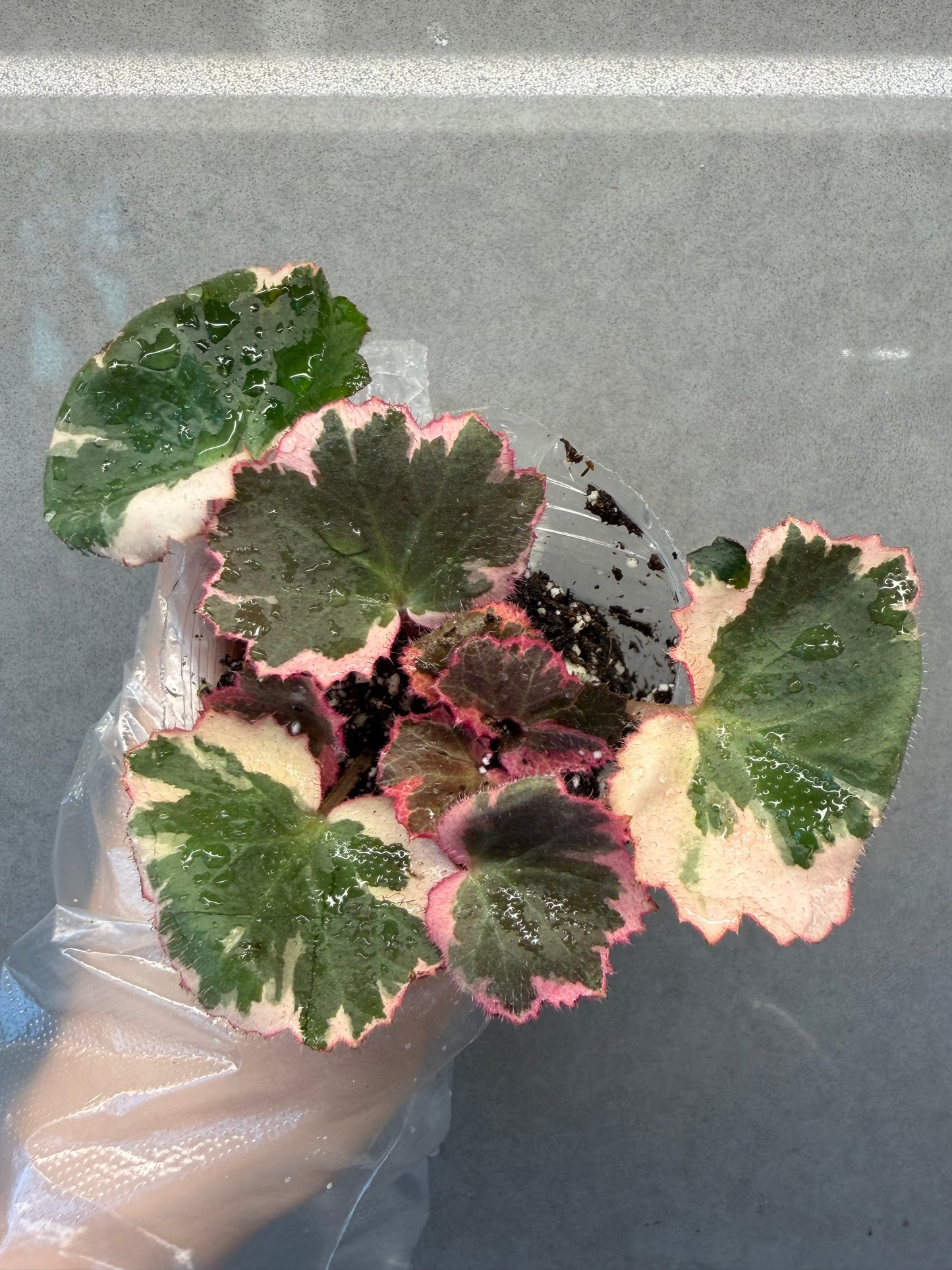 Strawbeery Pink Variegated