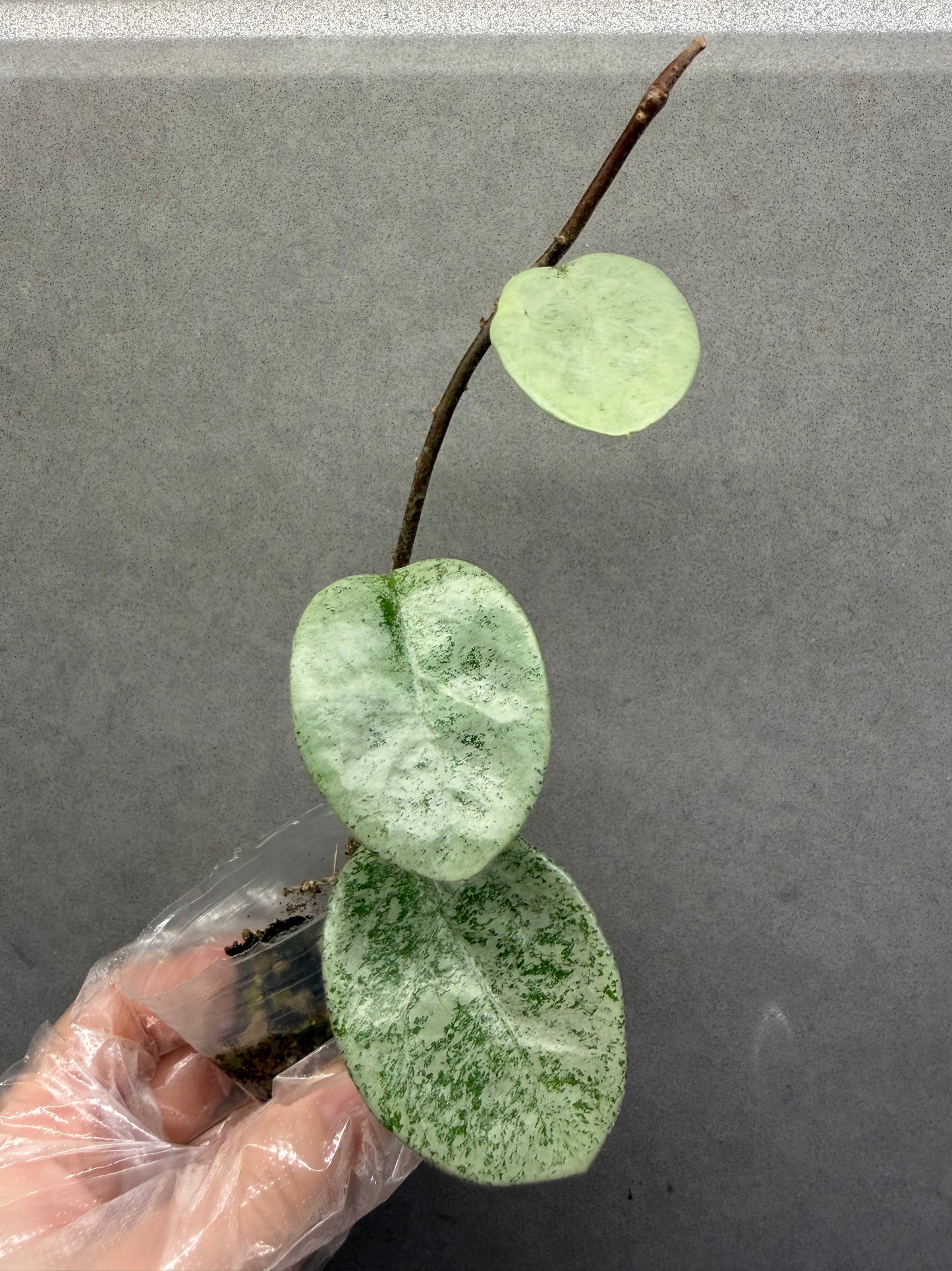 🌿Hoya Argentea Princess- revert variegated