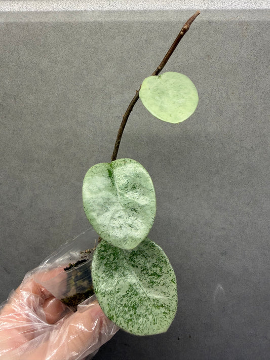 🌿Hoya Argentea Princess- revert variegated