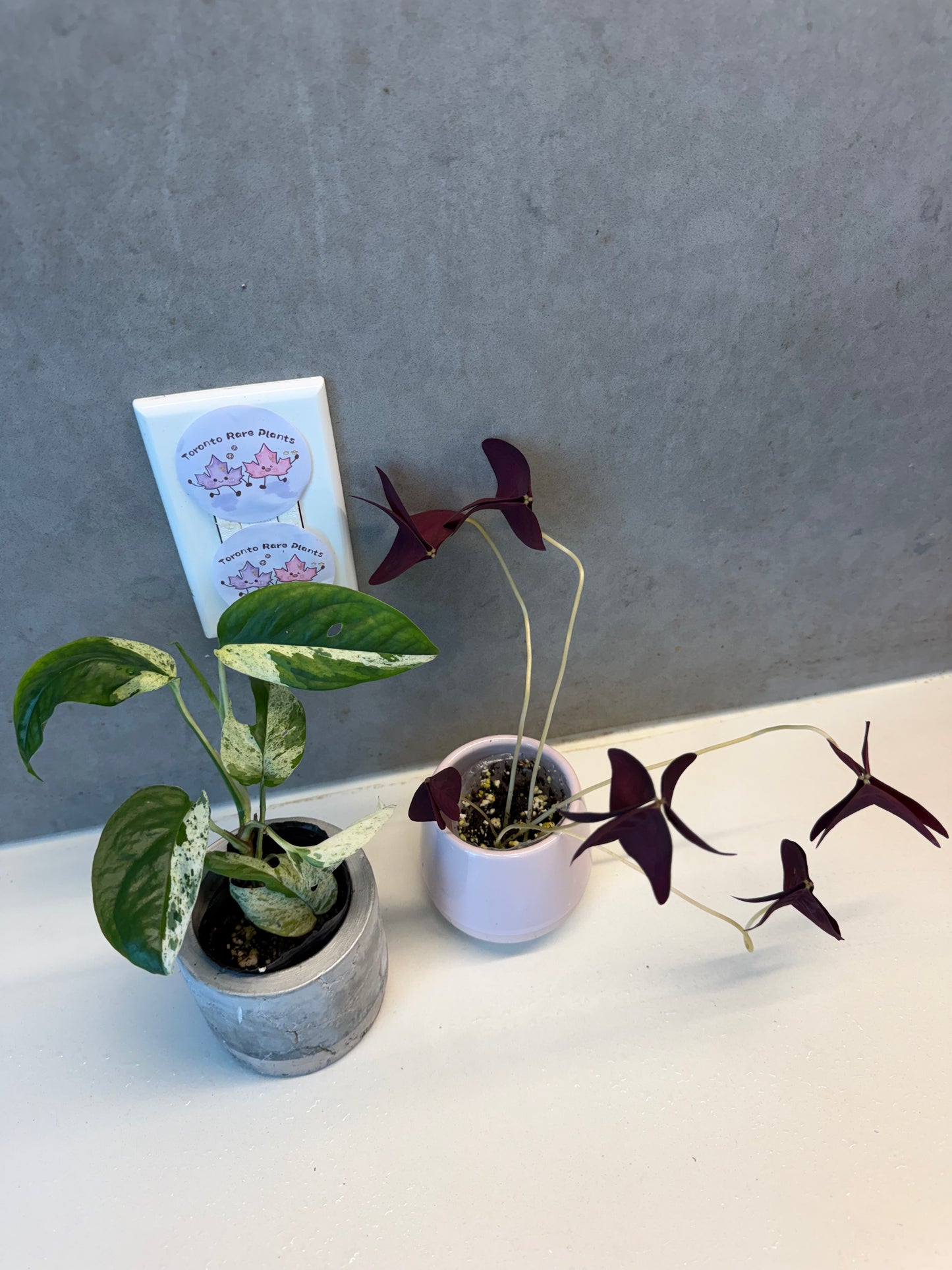 Epipremnum pinnatum 'Marble'➕Oxalis Triangularis