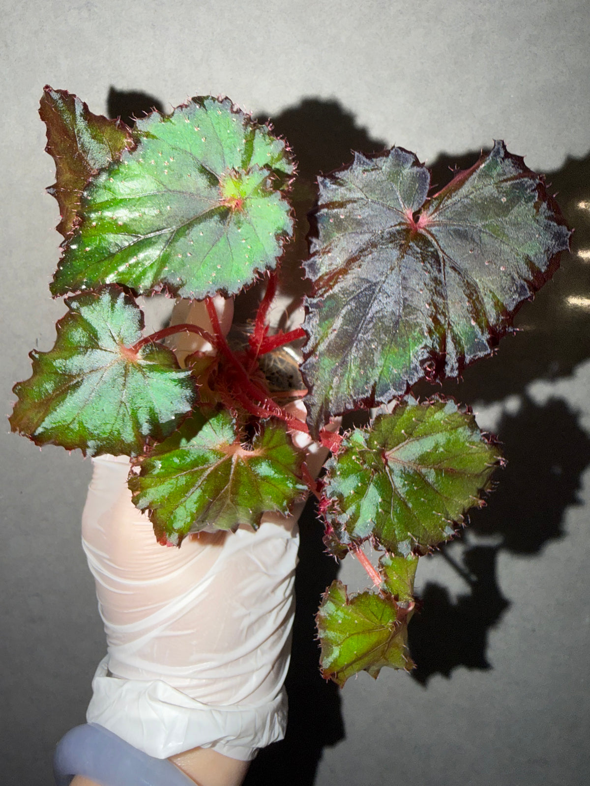 🌿Begonia ‘DS-Cuba’