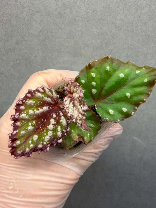 🌿Begonia M&M