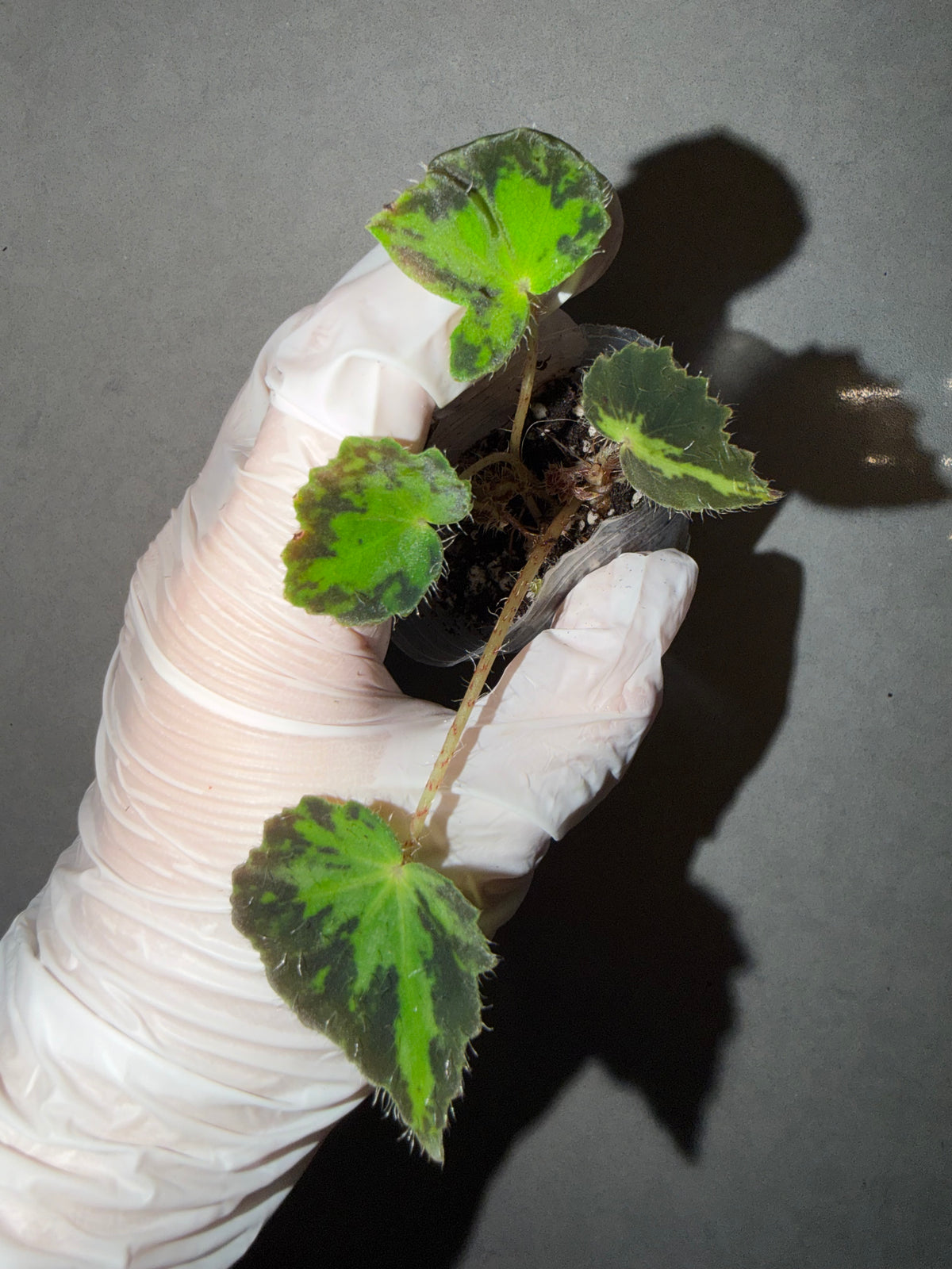 🌿Begonia rhizomatous ’Spotlight‘