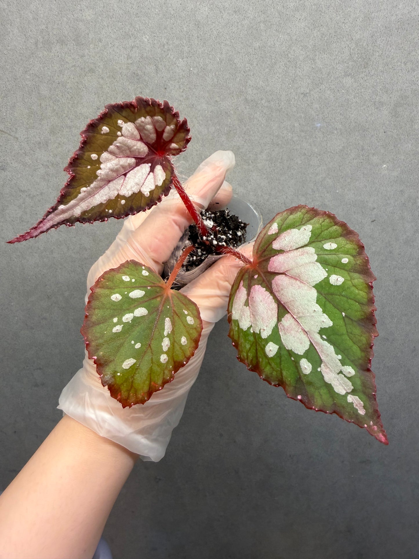 🌿Begonia Rex hybrid ’Blue-Green‘