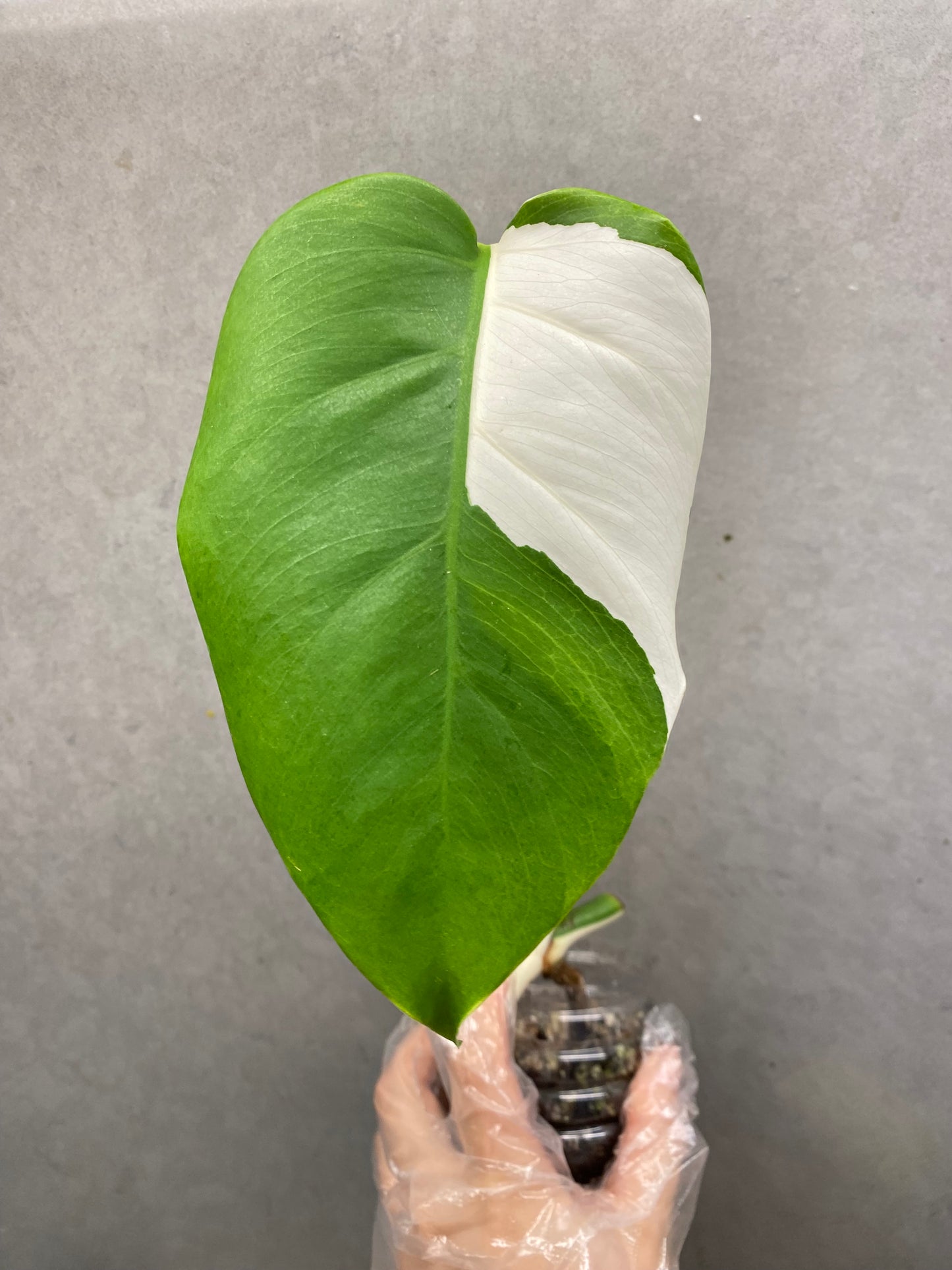 Monstera Albo