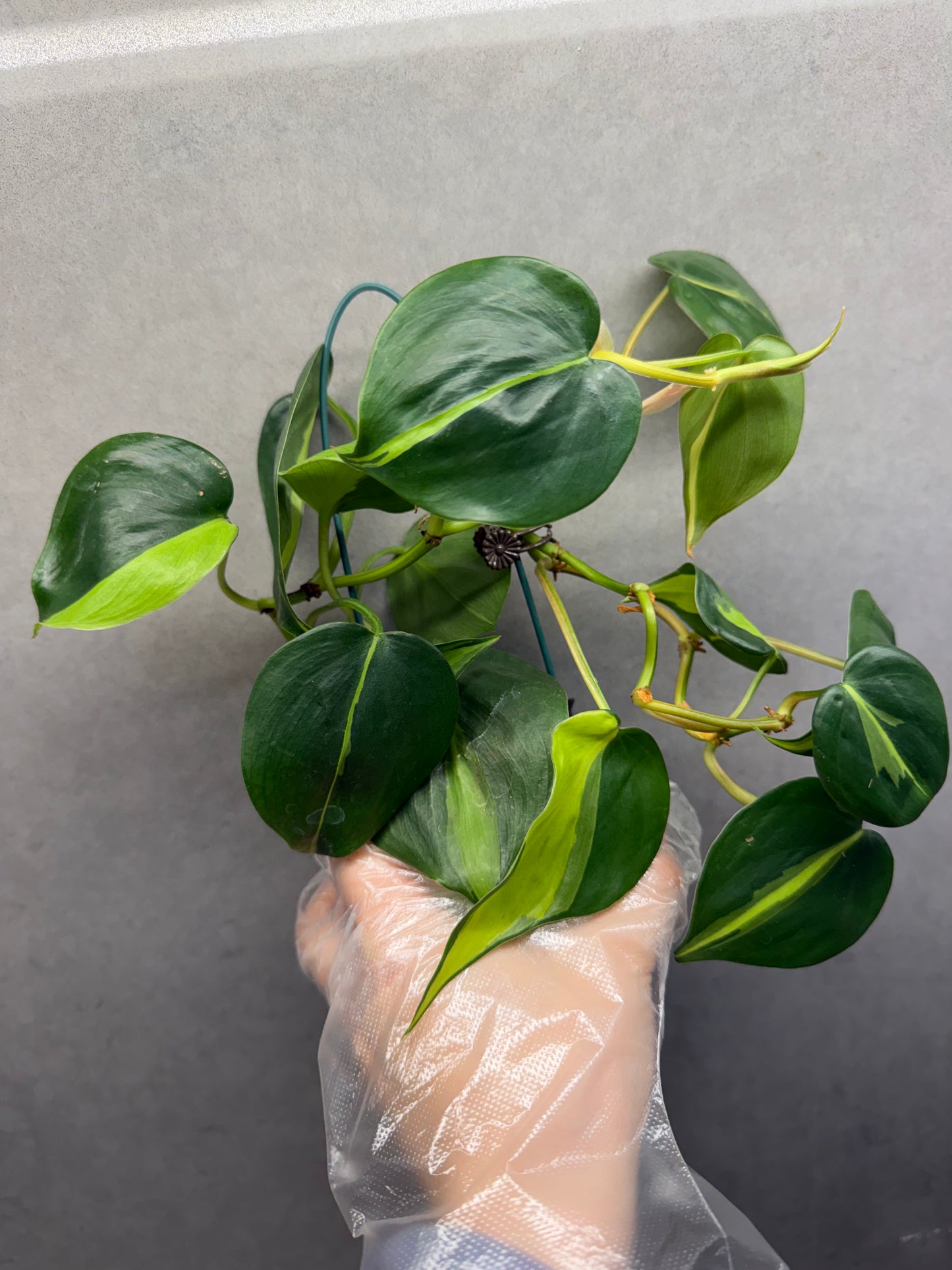🌿Philodendron hederaceum 'Brasil'