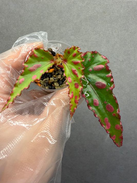 🌿Begonia ‘Pink Lava’