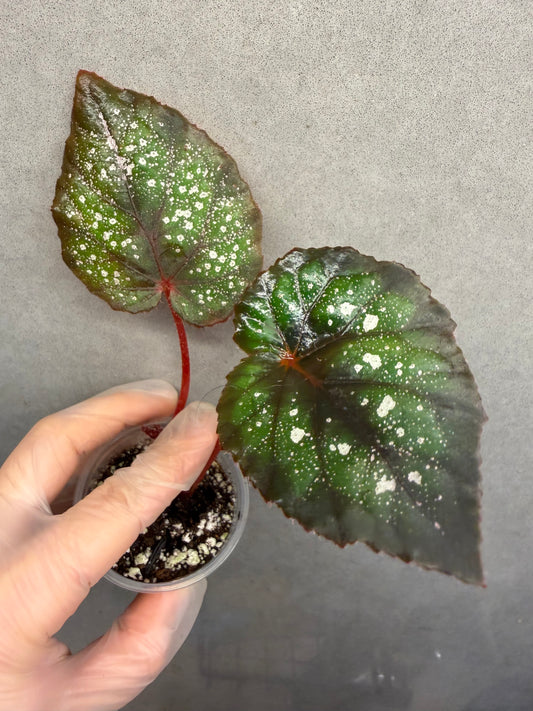 🌃 Begonia 'Blue Danube'