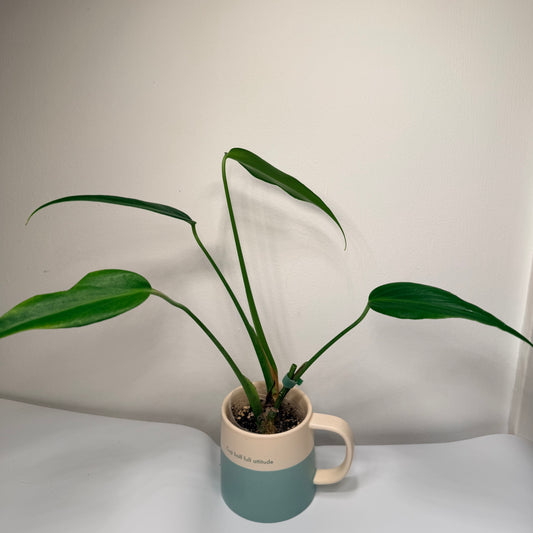 Monstera 'Burle Marx Flame'