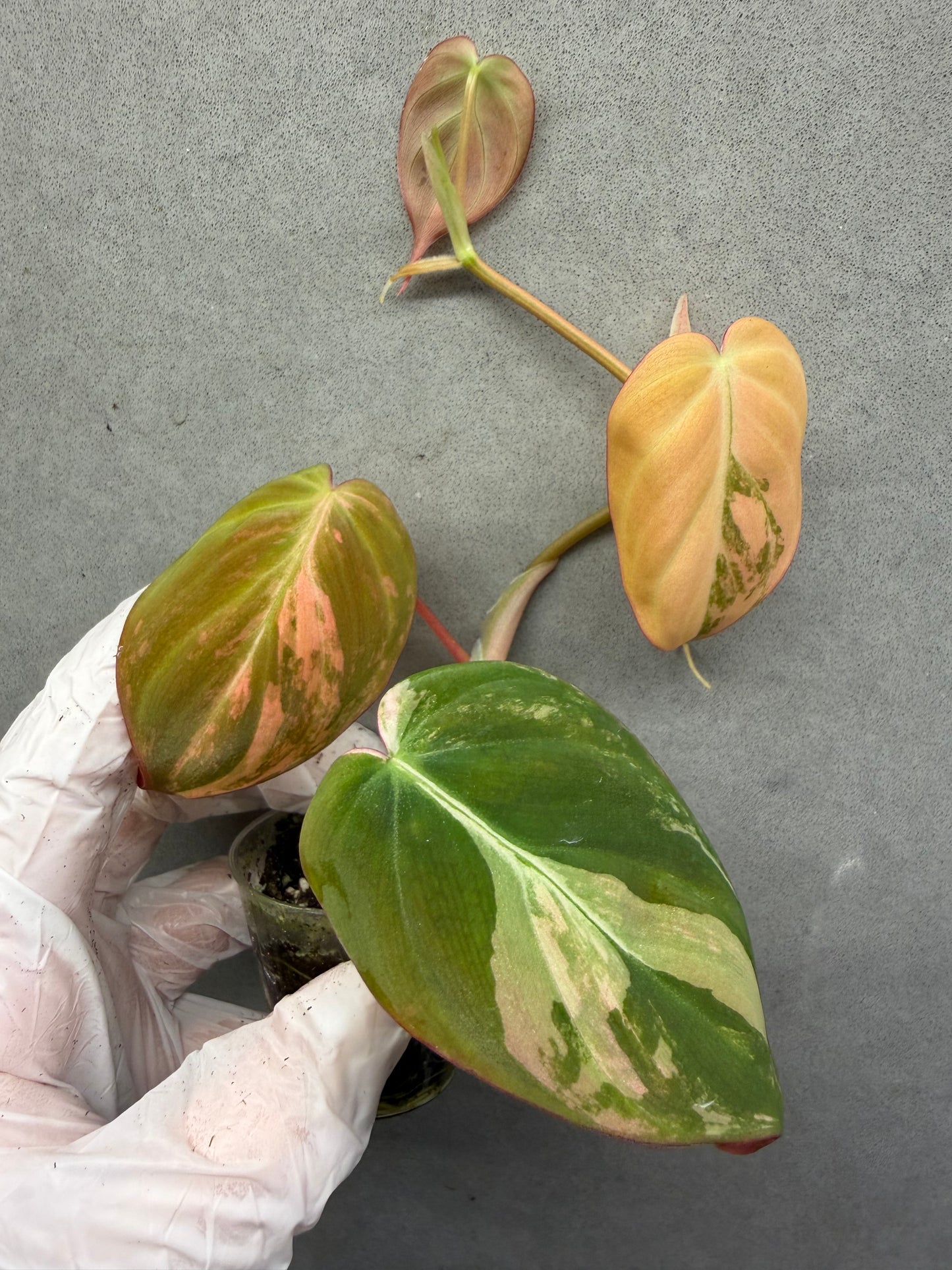 🌿Philodendron Micans  Pink Variegated