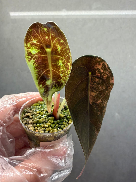 🌿Alocasia Sedenii Aurea Var