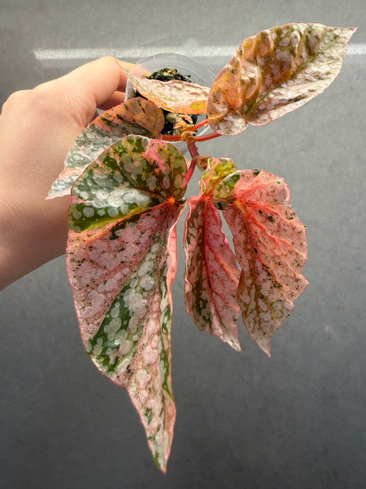 🌸Begonia snow-capped pink var
