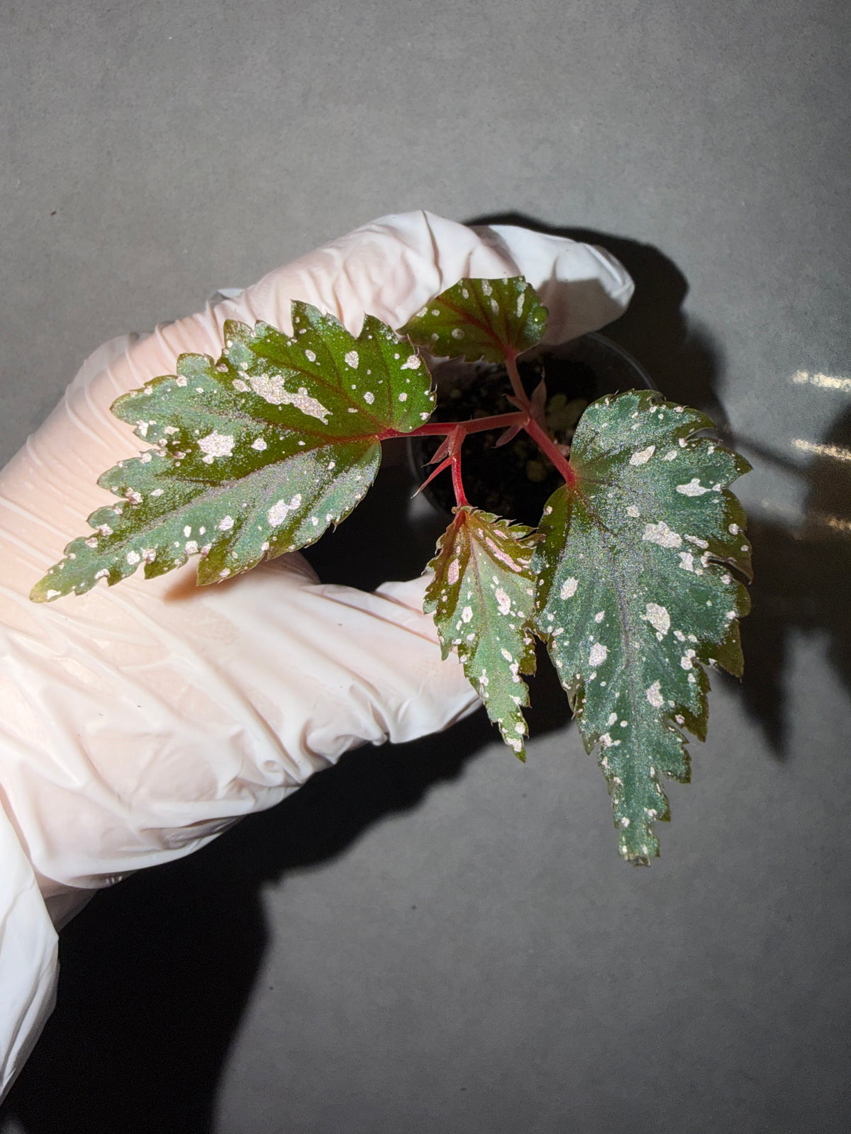 🌿New Begonia serratipetala Irmsch