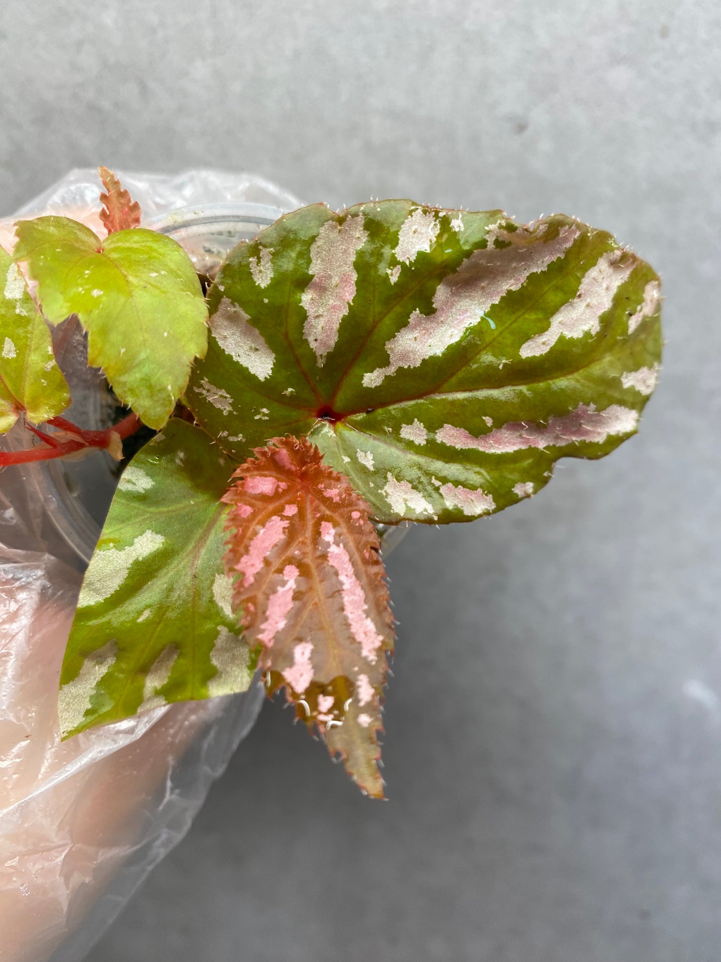🌿 Begonia brevirimosa