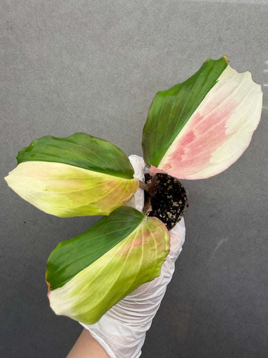 🌸Kaempferia pulchra Pink variegata