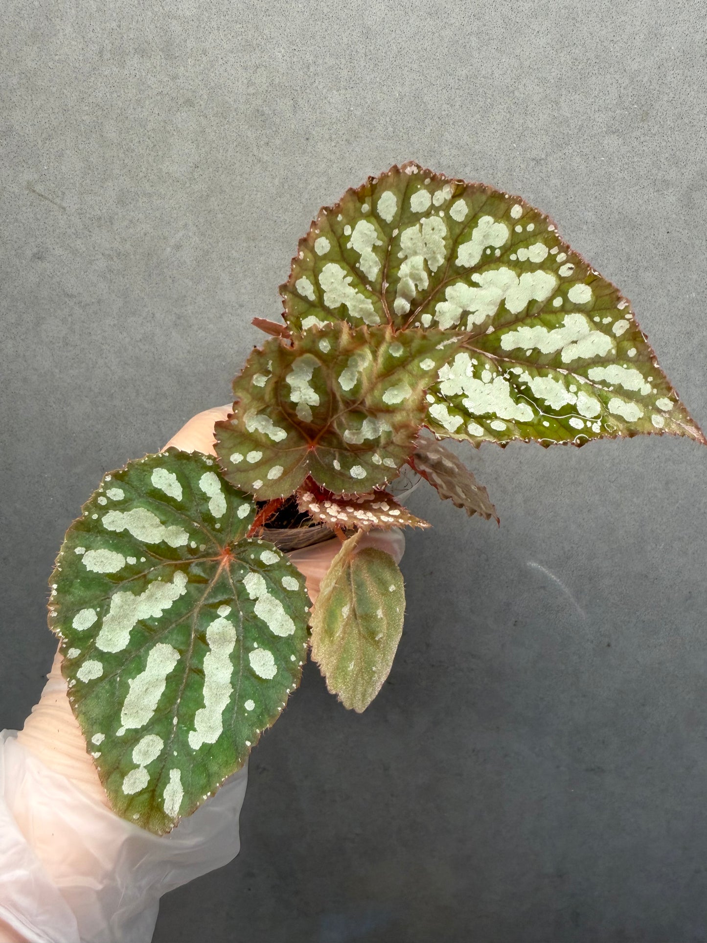 👸Begonia ‘Elizabeth Lahn’