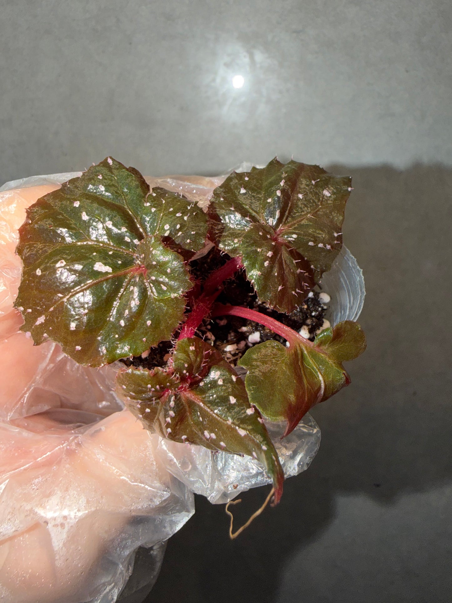 🌿 Begonia ’Ikazuchi‘
