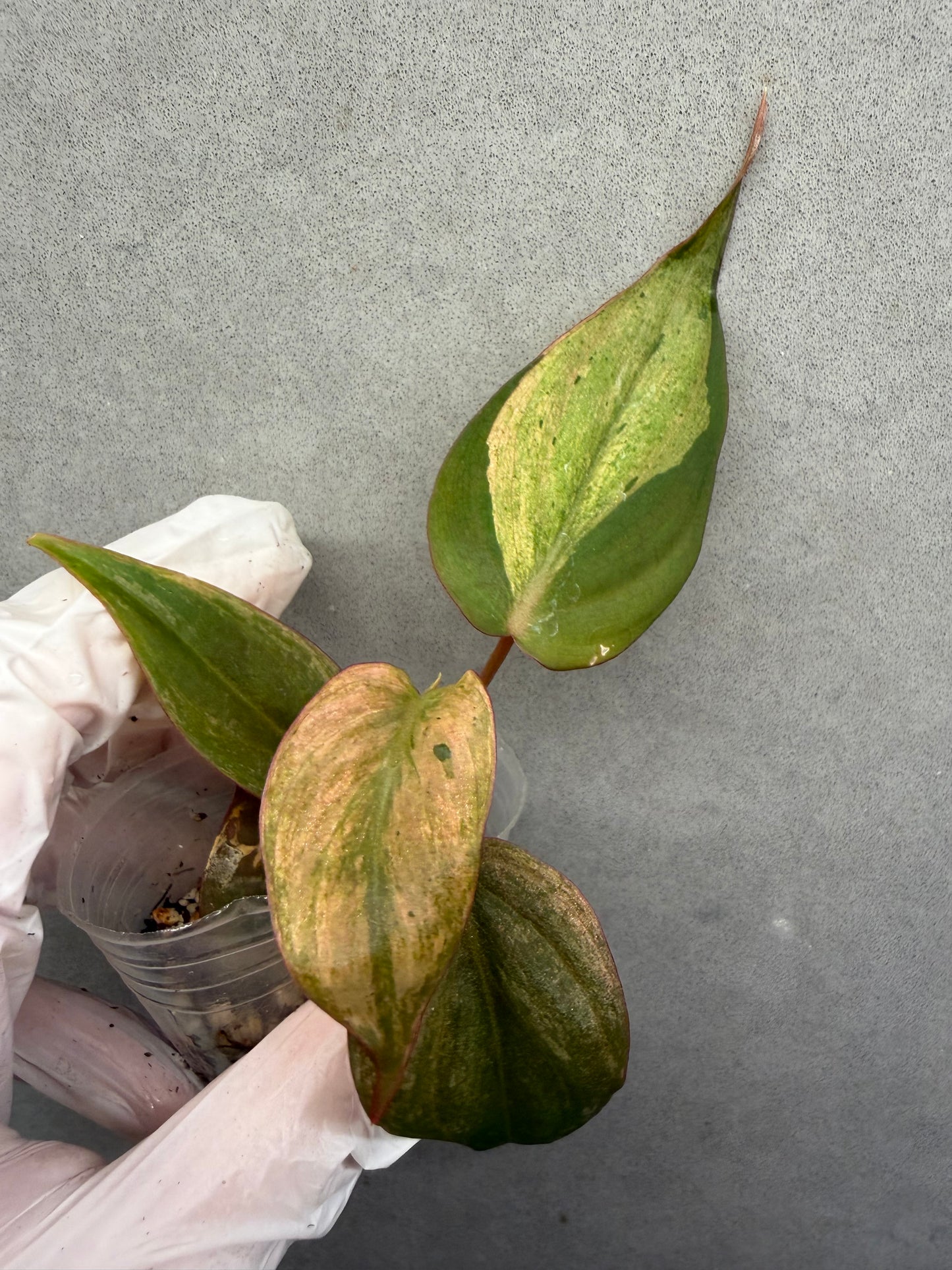 🩷 Philodendron Mican Pink Mint Var