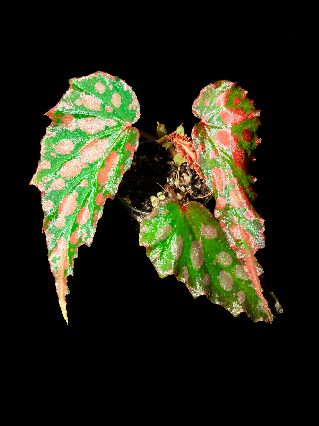 💗Begonia Amphioxus hybrid 🌶️