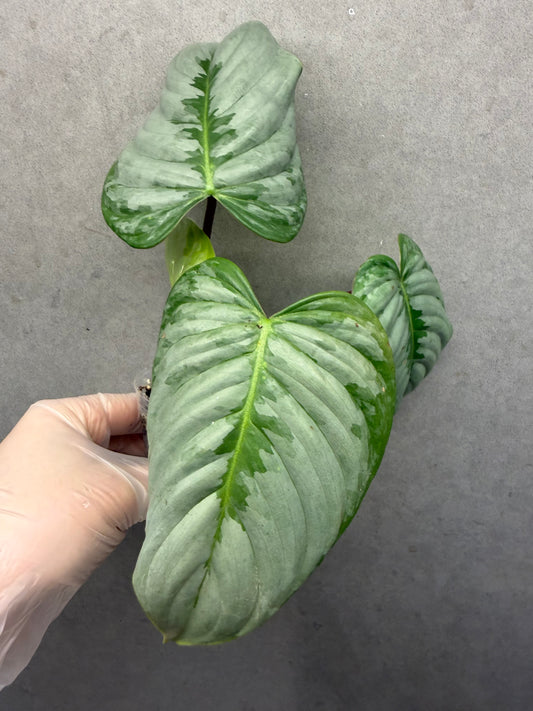 🌿Philodendron Sodiroi