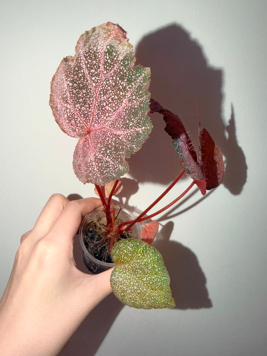 🌿 Begonia 'Robin