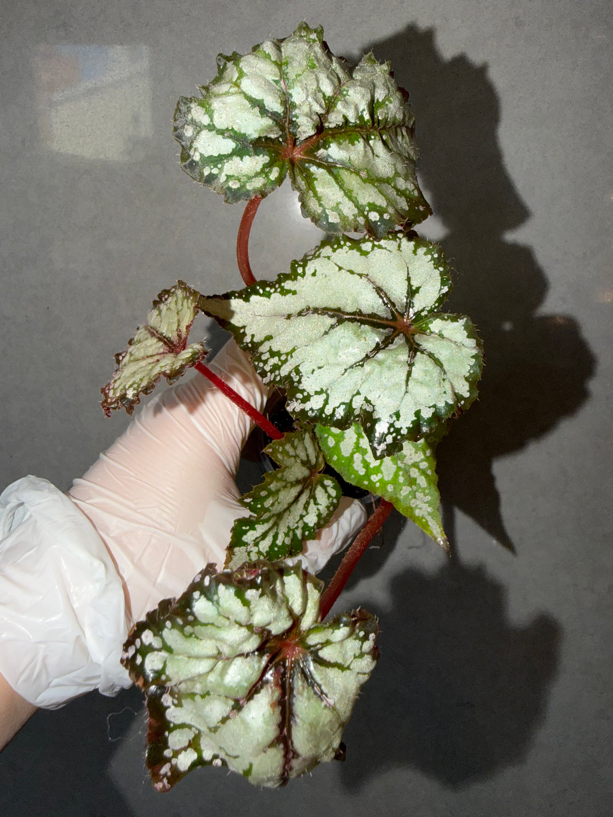 Begonia 5 Combo：polilloensis x rajah➕ hybrid ‘Blue-Green’➕ scapigera➕ Robert Golden➕ Dolce Vita