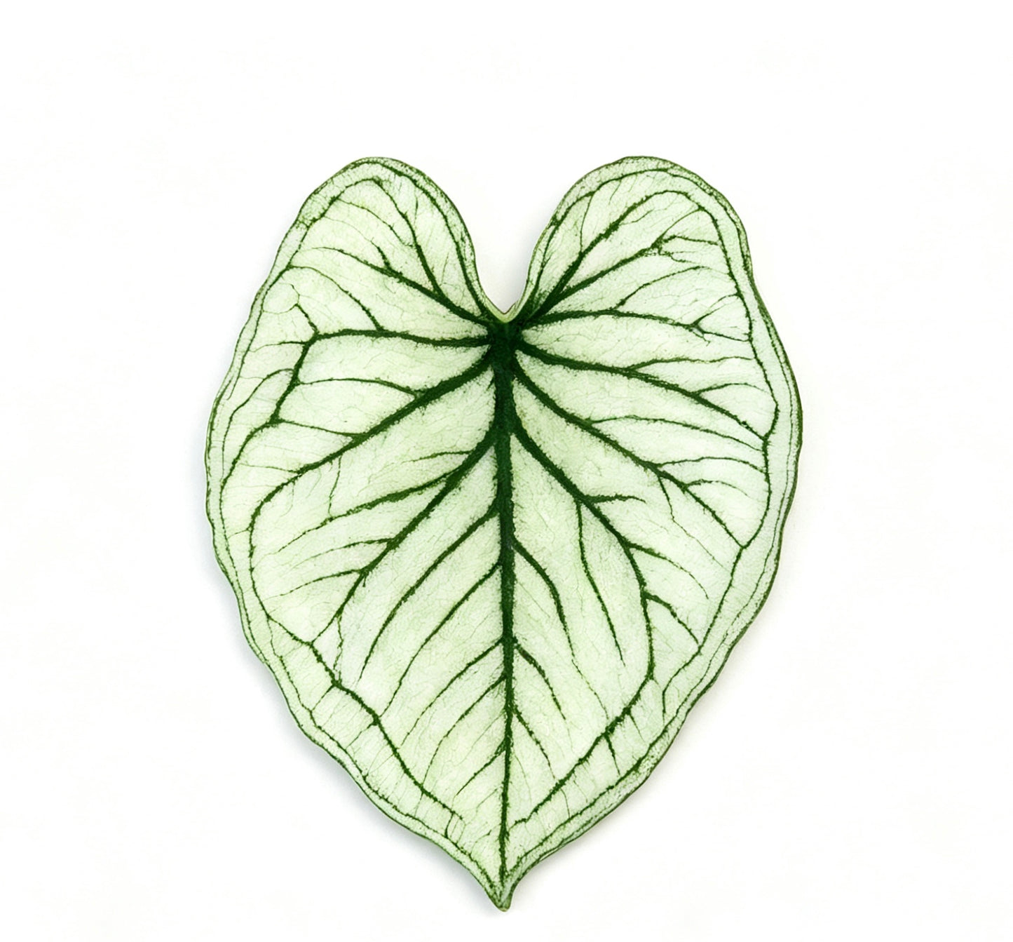 💜Caladium fridge magnet🩷