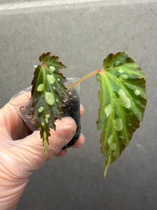 🌿Begonia sp. Mantuk