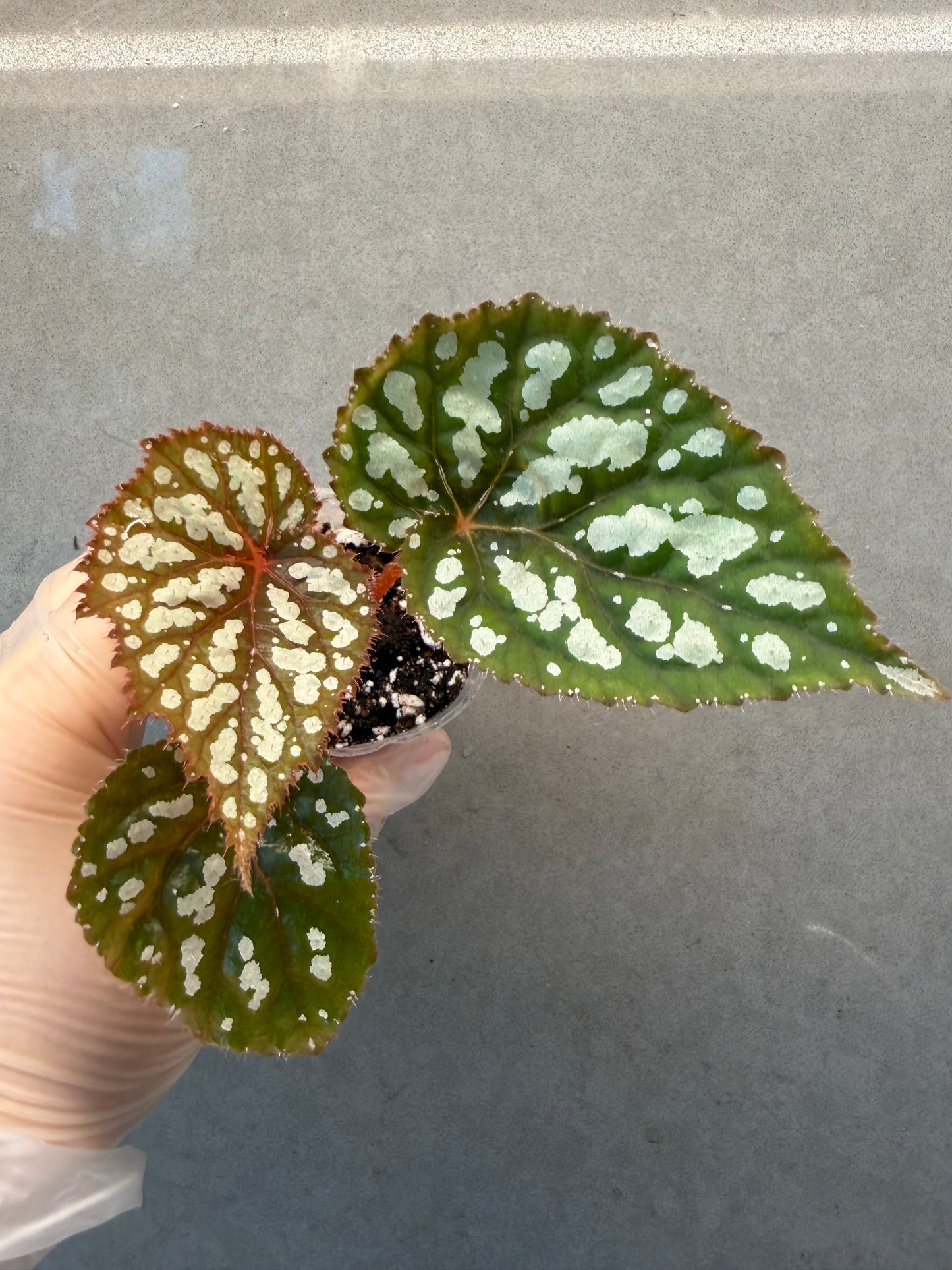 👸Begonia ‘Elizabeth Lahn’