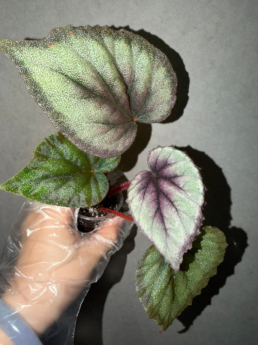 🌿 Begonia ‘Flamingo’