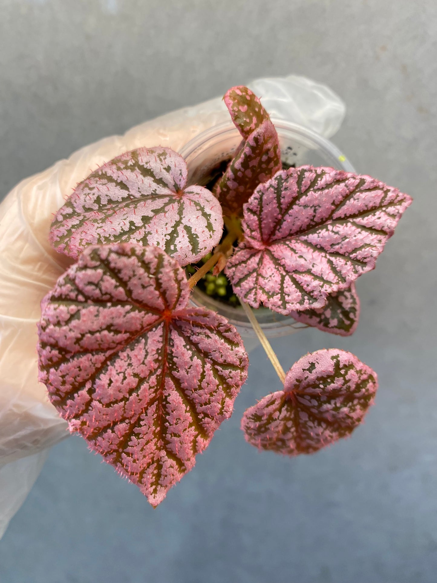 🌿 Begonia 'Tingley Mallet'