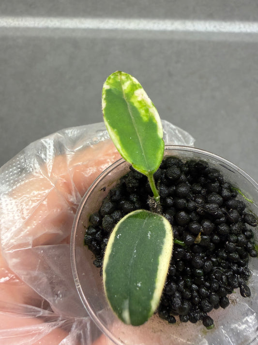 🌿Hoya LYI Prism