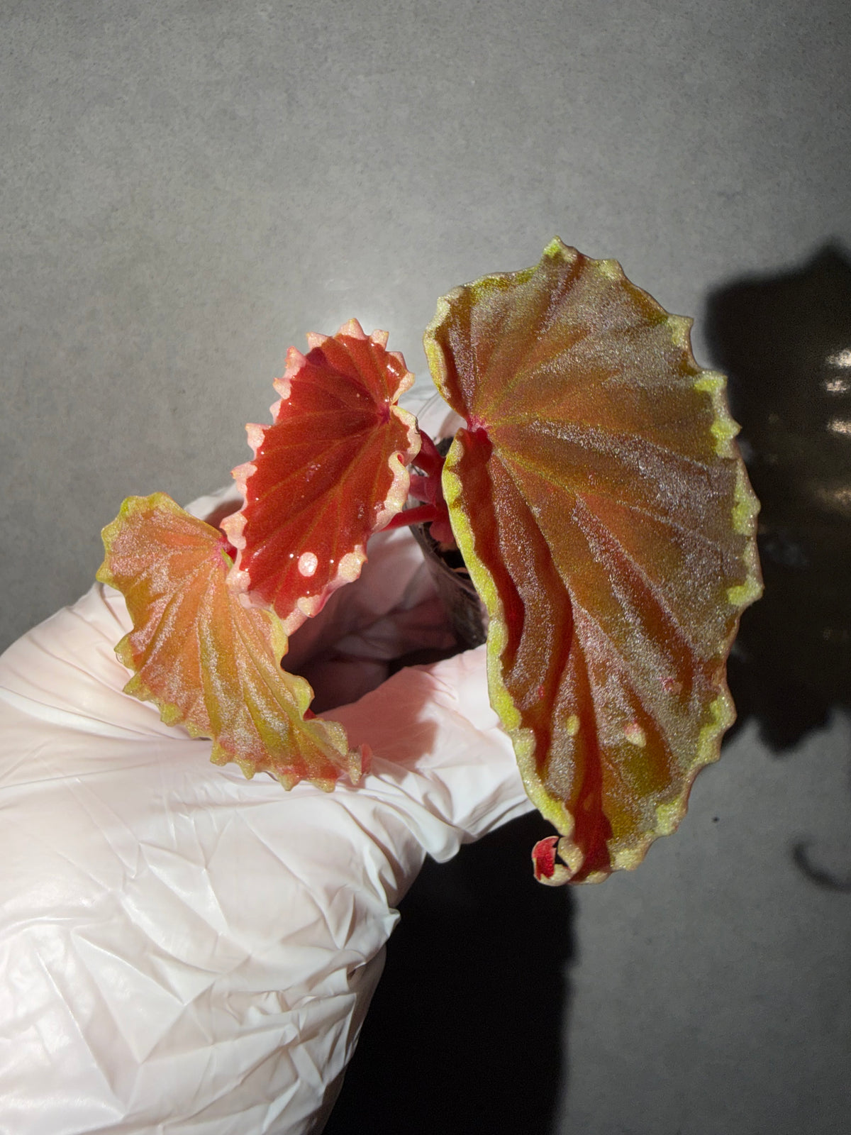 🥷Begonia Darthvaderiana（Green Spot）