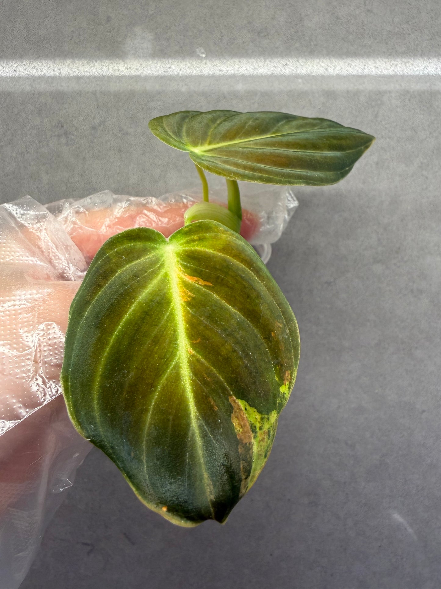 Philodendron Melanochrysum low Var
